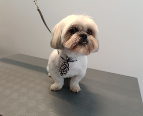 &Scaron;unų ir kačių kailio modeliavimas - &Scaron;unų kirpimas/nukailinimas Kaune - 3