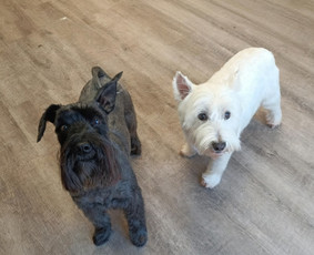 &Scaron;unų ir kačių kailio modeliavimas - &Scaron;unų kirpimas/nukailinimas Kaune - 2