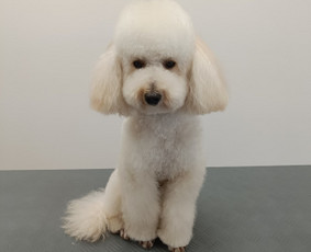 &Scaron;unų ir kačių kailio modeliavimas - &Scaron;unų kirpimas/nukailinimas Kaune - 1