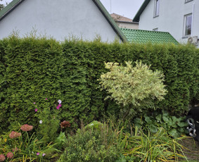 Genėjimas, pjovimas, sodinimas,aplinkos pilnas sutvarkymas / Gediminas Baumila / Darbų pavyzdys ID 4354355