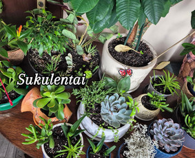 Genėjimas, pjovimas, sodinimas,aplinkos pilnas sutvarkymas / Gediminas Baumila / Darbų pavyzdys ID 4354357