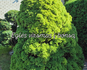Genėjimas, pjovimas, sodinimas,aplinkos pilnas sutvarkymas / Gediminas Baumila / Darbų pavyzdys ID 4354361