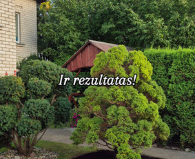 Genėjimas, pjovimas, sodinimas,aplinkos pilnas sutvarkymas / Gediminas Baumila / Darbų pavyzdys ID 4354363