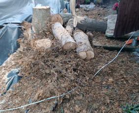 Genėjimas, pjovimas, sodinimas,aplinkos pilnas sutvarkymas / Gediminas Baumila / Darbų pavyzdys ID 4354369
