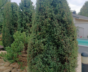 Genėjimas, pjovimas, sodinimas,aplinkos pilnas sutvarkymas / Gediminas Baumila / Darbų pavyzdys ID 4354373