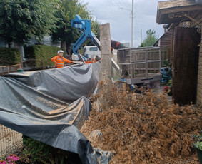 &Scaron;akų i&scaron;vežimas - Genėjimas, pjovimas, sodinimas,aplinkos pilnas sutvarkymas - 3