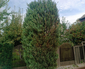 Genėjimas, pjovimas, sodinimas,aplinkos pilnas sutvarkymas / Gediminas Baumila / Darbų pavyzdys ID 4354391