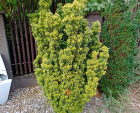 Genėjimas, pjovimas, sodinimas,aplinkos pilnas sutvarkymas / Gediminas Baumila / Darbų pavyzdys ID 4354401