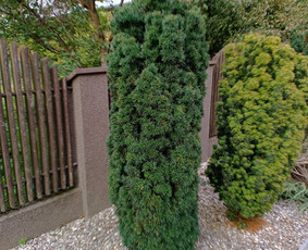 Genėjimas, pjovimas, sodinimas,aplinkos pilnas sutvarkymas / Gediminas Baumila / Darbų pavyzdys ID 4354409