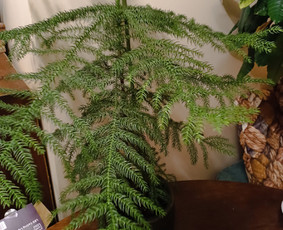 Genėjimas, pjovimas, sodinimas,aplinkos pilnas sutvarkymas / Gediminas Baumila / Darbų pavyzdys ID 4354413