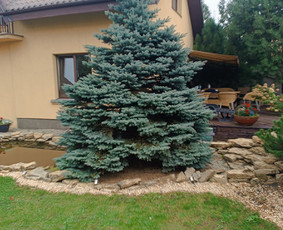 Genėjimas, pjovimas, sodinimas,aplinkos pilnas sutvarkymas / Gediminas Baumila / Darbų pavyzdys ID 4354421