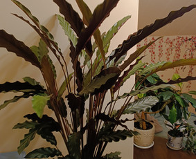 Statybos, apdaila - Genėjimas, pjovimas, sodinimas,apl tvarkymas - 4