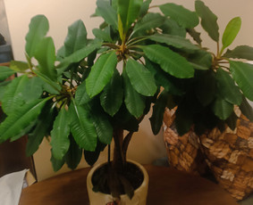 Statybos, apdaila - Genėjimas, pjovimas, sodinimas,apl tvarkymas - 3