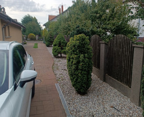 Statybos, apdaila - Genėjimas, pjovimas, sodinimas,apl tvarkymas - 1