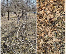 Nuomos paslaugos - &Scaron;akų smulkintuvo nuoma Kaune/Kauno raj - 1