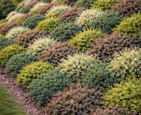 Aplinka, sodas - &Scaron;laitų.pakrančių tvirtinimas-kiemo projekravimas,įrengimas - 1