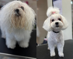 &Scaron;unų, kačių kirpyklos - &Scaron;unų ir kačių kirpėja Paulina - 1