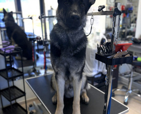 &Scaron;unų, kačių kirpyklos - &Scaron;unų ir kačių kirpėja Paulina - 4