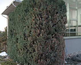 Kokybiškas aplinkos tvarkymas / Aplinkos pulsas / Darbų pavyzdys ID 4357105