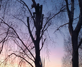 Kokybiškas aplinkos tvarkymas / Aplinkos pulsas / Darbų pavyzdys ID 4357135