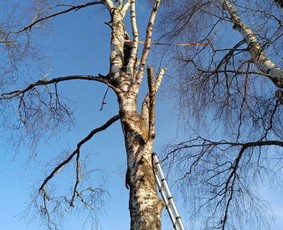 Kokybiškas aplinkos tvarkymas / Aplinkos pulsas / Darbų pavyzdys ID 4357137