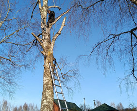 Kokybiškas aplinkos tvarkymas / Aplinkos pulsas / Darbų pavyzdys ID 4357139