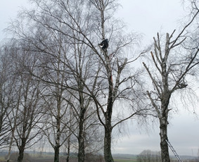 Kokybiškas aplinkos tvarkymas / Aplinkos pulsas / Darbų pavyzdys ID 4357141