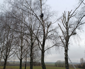 Kokybiškas aplinkos tvarkymas / Aplinkos pulsas / Darbų pavyzdys ID 4357143