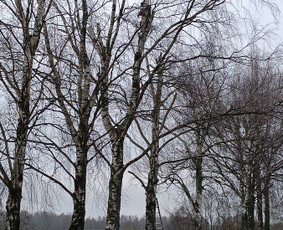Kokybiškas aplinkos tvarkymas / Aplinkos pulsas / Darbų pavyzdys ID 4357145