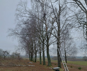 Kokybiškas aplinkos tvarkymas / Aplinkos pulsas / Darbų pavyzdys ID 4357147