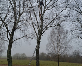 Kokybiškas aplinkos tvarkymas / Aplinkos pulsas / Darbų pavyzdys ID 4357149