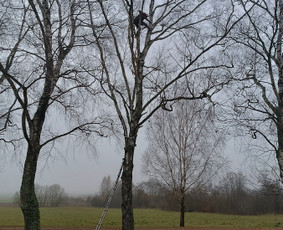 Kokybiškas aplinkos tvarkymas / Aplinkos pulsas / Darbų pavyzdys ID 4357151