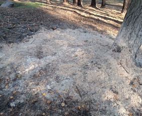 Kokybiškas aplinkos tvarkymas / Aplinkos pulsas / Darbų pavyzdys ID 4357161