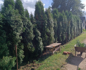 Kokybiškas aplinkos tvarkymas / Aplinkos pulsas / Darbų pavyzdys ID 4357203