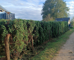 Kokybiškas aplinkos tvarkymas / Aplinkos pulsas / Darbų pavyzdys ID 4357205