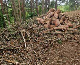 Kokybiškas aplinkos tvarkymas / Aplinkos pulsas / Darbų pavyzdys ID 4357281