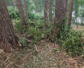 Kokybiškas aplinkos tvarkymas / Aplinkos pulsas / Darbų pavyzdys ID 4357283