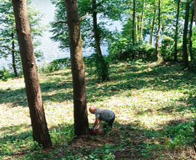 Kokybiškas aplinkos tvarkymas / Aplinkos pulsas / Darbų pavyzdys ID 4357323
