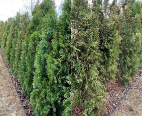 Renginių dekoravimas ir floristika / Genutė Straigytė / Darbų pavyzdys ID 4357969
