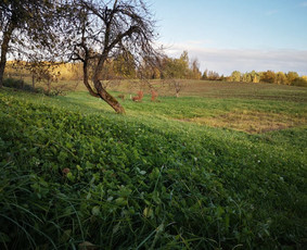 Vejos priežiūra, įrengimas - Žolės pjovimas / žemės frezavimas mažuose sklypuose - 2