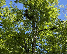 Medžių genėjimas, pjovimas - Medžių genėjimas, pjovimas, aplinkos priežiūra bei tvarkymas - 4