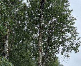 Medžių genėjimas, pjovimas - Medžių genėjimas, pjovimas, aplinkos priežiūra bei tvarkymas - 2