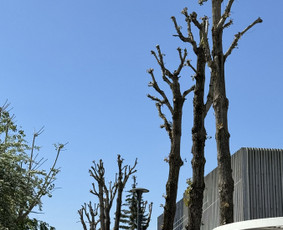 Medžių genėjimas, pjovimas - Medžių genėjimas, pjovimas, aplinkos priežiūra bei tvarkymas - 1