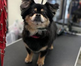 &Scaron;unų, kačių kirpyklos - &Scaron;unų ir kačių kirpėja Paulina - 3