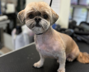 &Scaron;unų, kačių kirpyklos - &Scaron;unų ir kačių kirpėja Paulina - 2