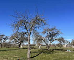 Saugus Pjūvis. Avaringų Medžių Pjovimas Genėjimas Arboristai / Saugus Pjūvis Arboristai / Darbų pavyzdys ID 4360317