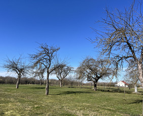 Saugus Pjūvis. Avaringų Medžių Pjovimas Genėjimas Arboristai / Saugus Pjūvis Arboristai / Darbų pavyzdys ID 4360319