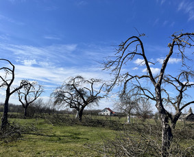 Saugus Pjūvis. Avaringų Medžių Pjovimas Genėjimas Arboristai / Saugus Pjūvis Arboristai / Darbų pavyzdys ID 4360321