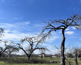 Saugus Pjūvis. Avaringų Medžių Pjovimas Genėjimas Arboristai / Saugus Pjūvis Arboristai / Darbų pavyzdys ID 4360323