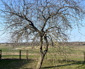 Saugus Pjūvis. Avaringų Medžių Pjovimas Genėjimas Arboristai / Saugus Pjūvis Arboristai / Darbų pavyzdys ID 4360325